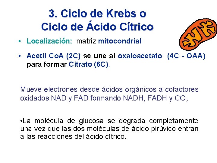 3. Ciclo de Krebs o Ciclo de Ácido Cítrico • Localización: matriz mitocondrial •