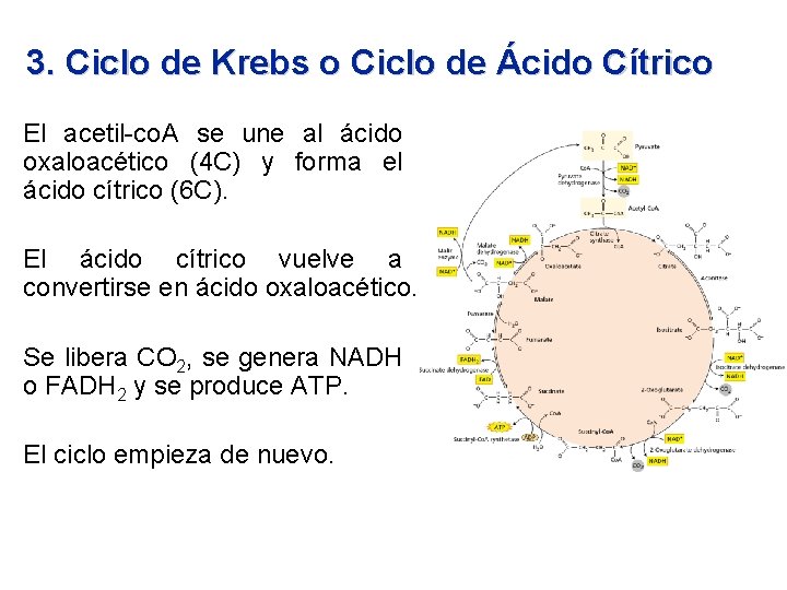 3. Ciclo de Krebs o Ciclo de Ácido Cítrico El acetil-co. A se une