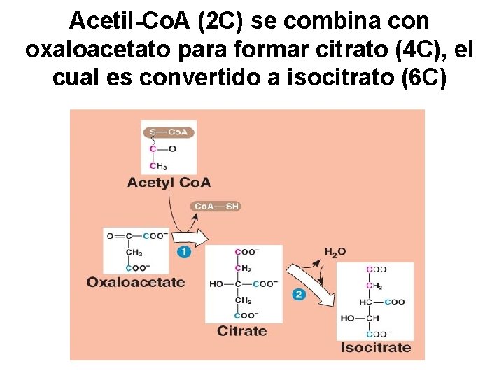 Acetil-Co. A (2 C) se combina con oxaloacetato para formar citrato (4 C), el