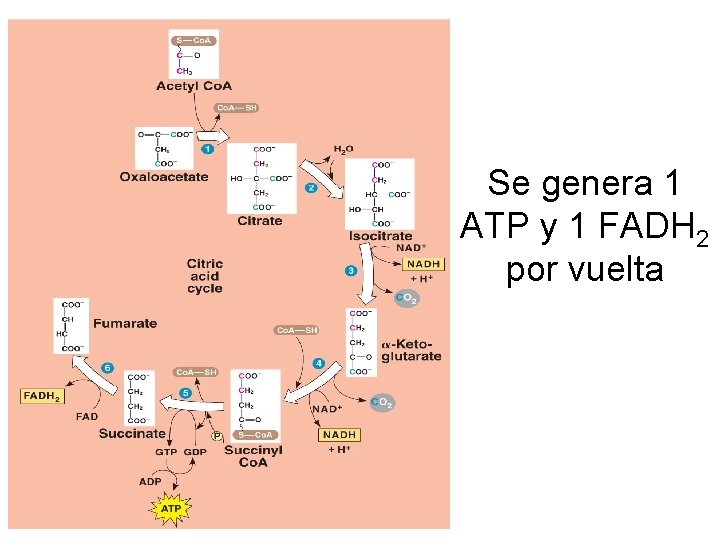 Se genera 1 ATP y 1 FADH 2 por vuelta 