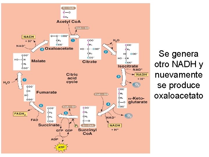 Se genera otro NADH y nuevamente se produce oxaloacetato 