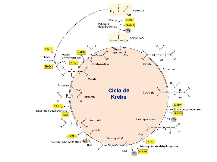 Ciclo de Krebs 
