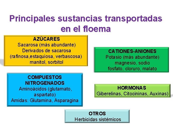 Principales sustancias transportadas en el floema AZÚCARES Sacarosa (más abundante) Derivados de sacarosa (rafinosa,