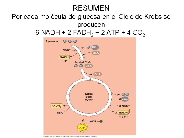 RESUMEN Por cada molécula de glucosa en el Ciclo de Krebs se producen 6