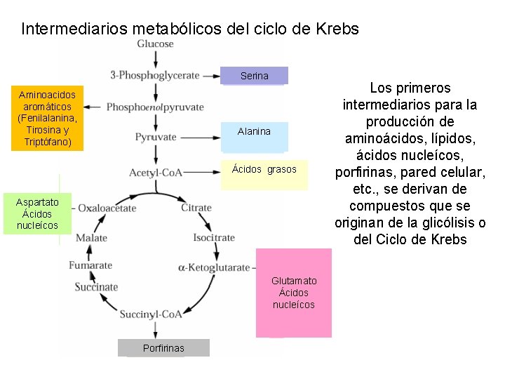 Intermediarios metabólicos del ciclo de Krebs Serina Aminoacidos aromáticos (Fenilalanina, Tirosina y Triptófano) Alanina