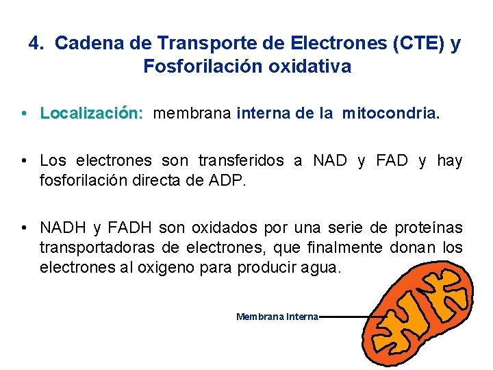 4. Cadena de Transporte de Electrones (CTE) y Fosforilación oxidativa • Localización: membrana interna