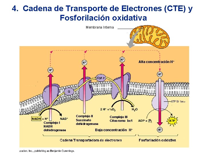 4. Cadena de Transporte de Electrones (CTE) y Fosforilación oxidativa Membrana Interna Alta concentración
