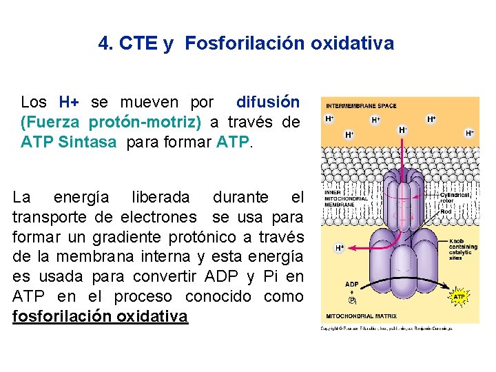 4. CTE y Fosforilación oxidativa Los H+ se mueven por difusión (Fuerza protón-motriz) a