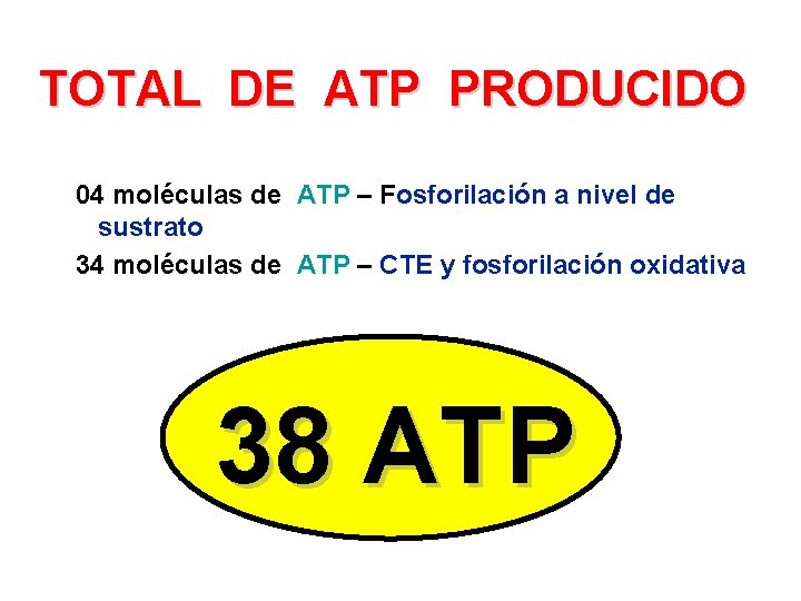 TOTAL DE ATP PRODUCIDO 04 moléculas de ATP – Fosforilación a nivel de sustrato