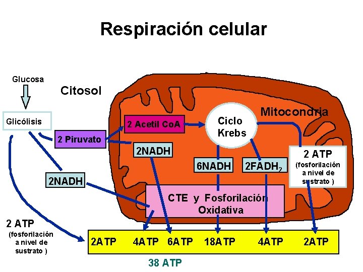 Respiración celular Glucosa Citosol Glicólisis 2 Acetil Co. A 2 Piruvato Ciclo Krebs Mitocondria