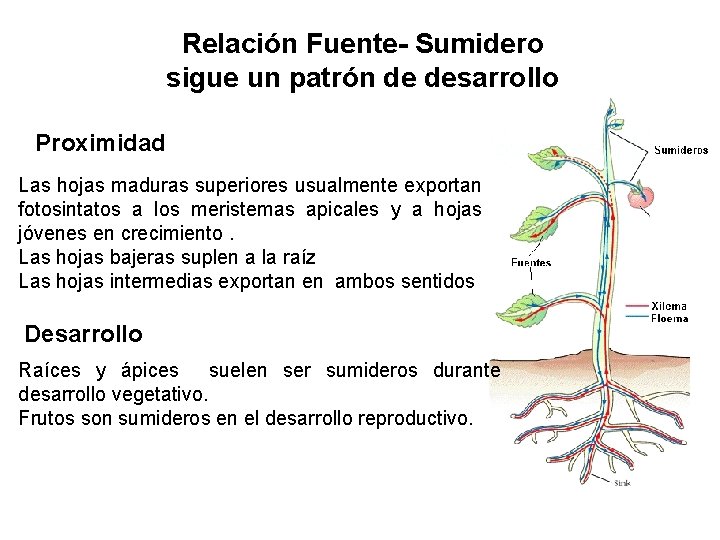 Relación Fuente- Sumidero sigue un patrón de desarrollo Proximidad Las hojas maduras superiores usualmente