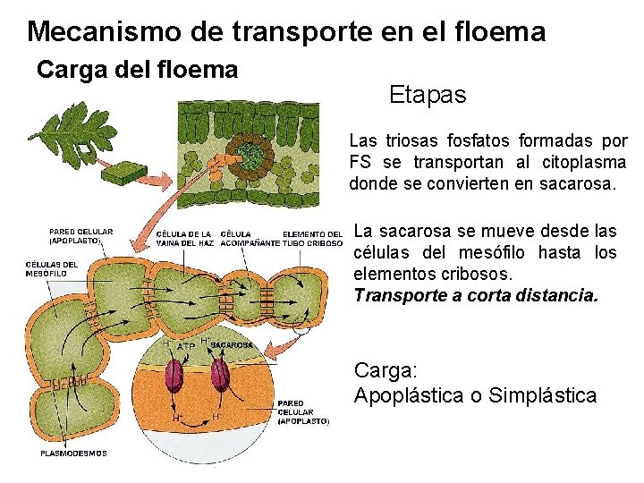 Mecanismo de transporte en el floema Carga del floema Etapas Las triosas fosfatos formadas