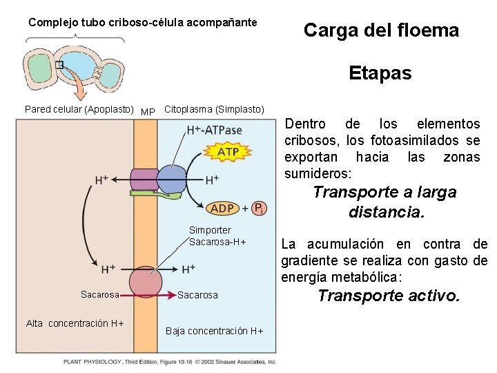 Complejo tubo criboso-célula acompañante Carga del floema Etapas Pared celular (Apoplasto) MP Citoplasma (Simplasto)