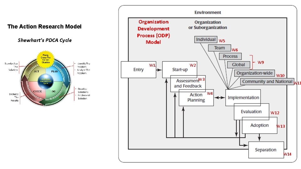 The Action Research Model Shewhart’s PDCA Cycle Organization Development Process (ODP) Model W 5