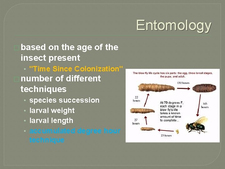 Entomology � based on the age of the insect present • "Time Since Colonization"