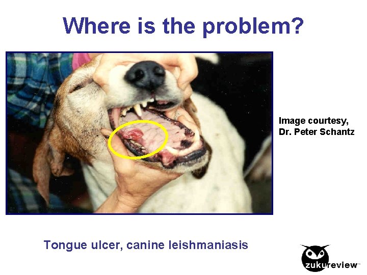 Where is the problem? Image courtesy, Dr. Peter Schantz Tongue ulcer, canine leishmaniasis 