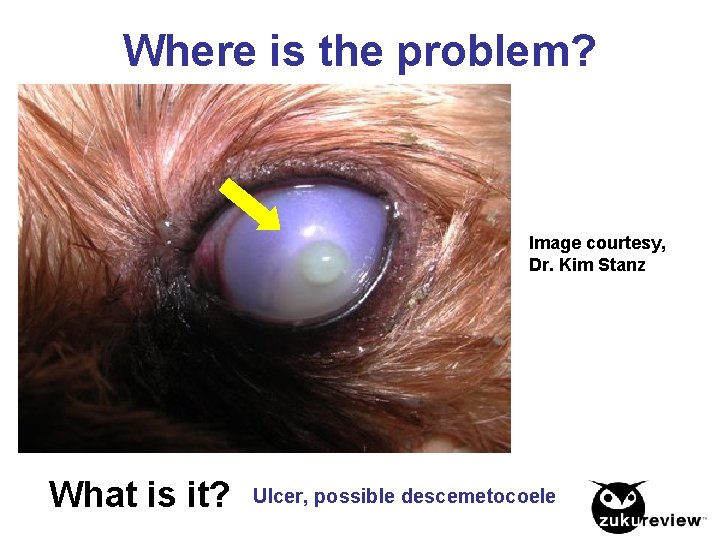 Where is the problem? Image courtesy, Dr. Kim Stanz What is it? Ulcer, possible