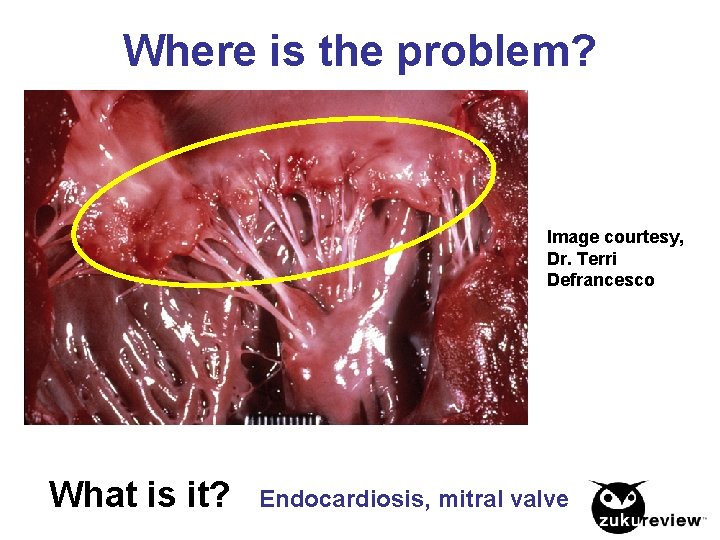 Where is the problem? Image courtesy, Dr. Terri Defrancesco What is it? Endocardiosis, mitral