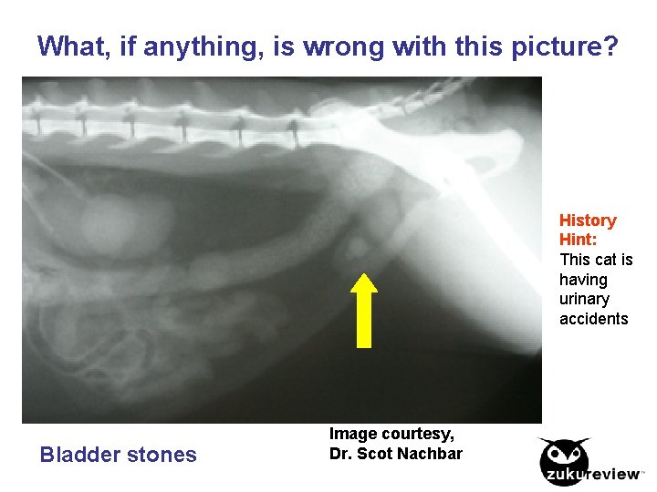 What, if anything, is wrong with this picture? History Hint: This cat is having