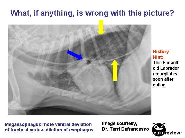 What, if anything, is wrong with this picture? History Hint: This 6 month old