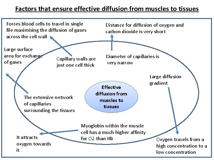 Factors that ensure effective diffusion from muscles to tissues Forces blood cells to travel