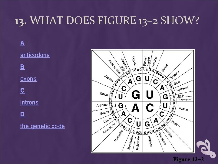 13. WHAT DOES FIGURE 13– 2 SHOW? A anticodons B exons C introns D 13. WHAT DOES FIGURE 13– 2 SHOW? A anticodons B exons C introns D