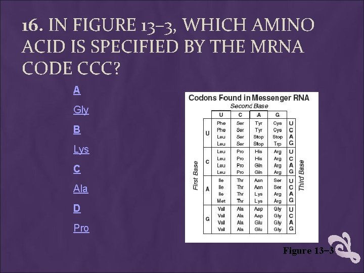 16. IN FIGURE 13– 3, WHICH AMINO ACID IS SPECIFIED BY THE MRNA CODE 16. IN FIGURE 13– 3, WHICH AMINO ACID IS SPECIFIED BY THE MRNA CODE
