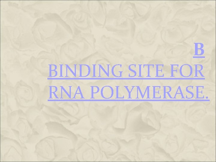 B BINDING SITE FOR RNA POLYMERASE. B BINDING SITE FOR RNA POLYMERASE.