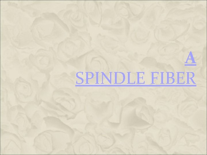 A SPINDLE FIBER A SPINDLE FIBER