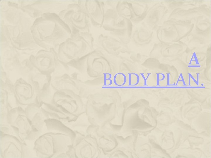 A BODY PLAN. A BODY PLAN.