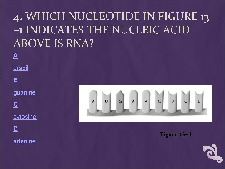 4. WHICH NUCLEOTIDE IN FIGURE 13 – 1 INDICATES THE NUCLEIC ACID ABOVE IS 4. WHICH NUCLEOTIDE IN FIGURE 13 – 1 INDICATES THE NUCLEIC ACID ABOVE IS