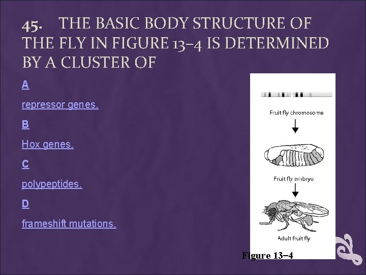 45. THE BASIC BODY STRUCTURE OF THE FLY IN FIGURE 13– 4 IS DETERMINED 45. THE BASIC BODY STRUCTURE OF THE FLY IN FIGURE 13– 4 IS DETERMINED