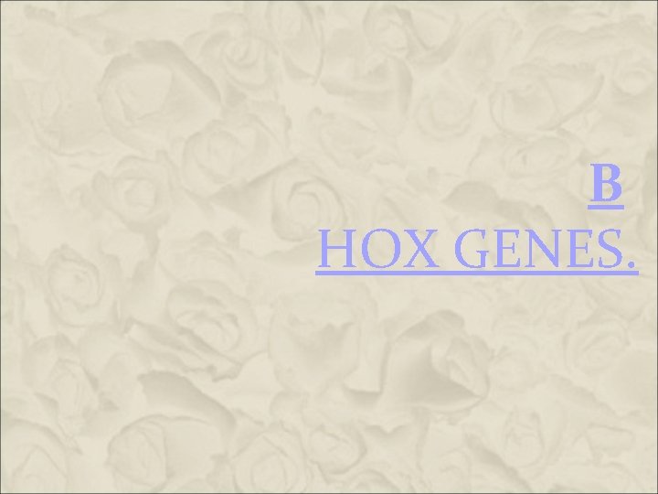 B HOX GENES. B HOX GENES.