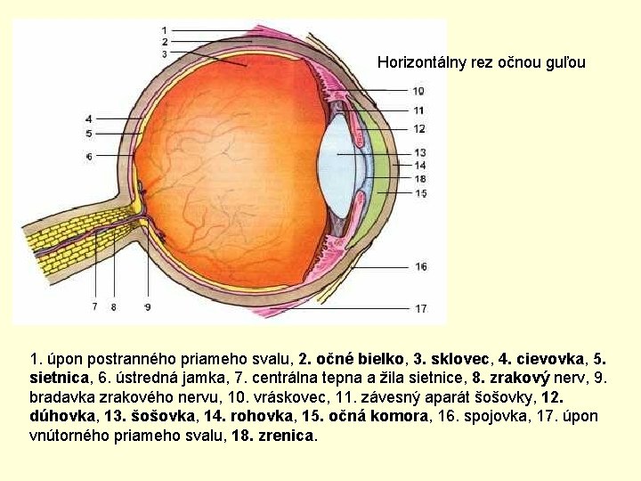 Horizontálny rez očnou guľou 1. úpon postranného priameho svalu, 2. očné bielko, 3. sklovec,