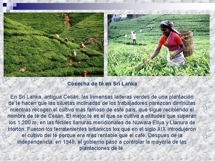 Cosecha de té en Sri Lanka En Sri Lanka, antigua Ceilán, las inmensas laderas