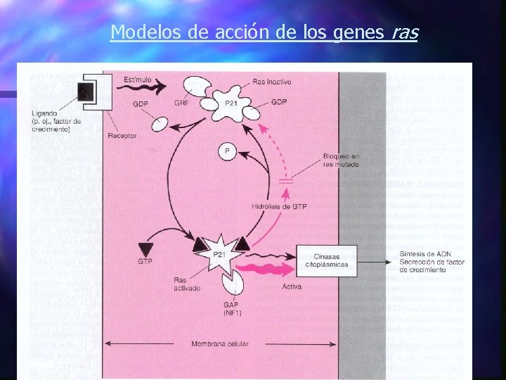 Modelos de acción de los genes ras 