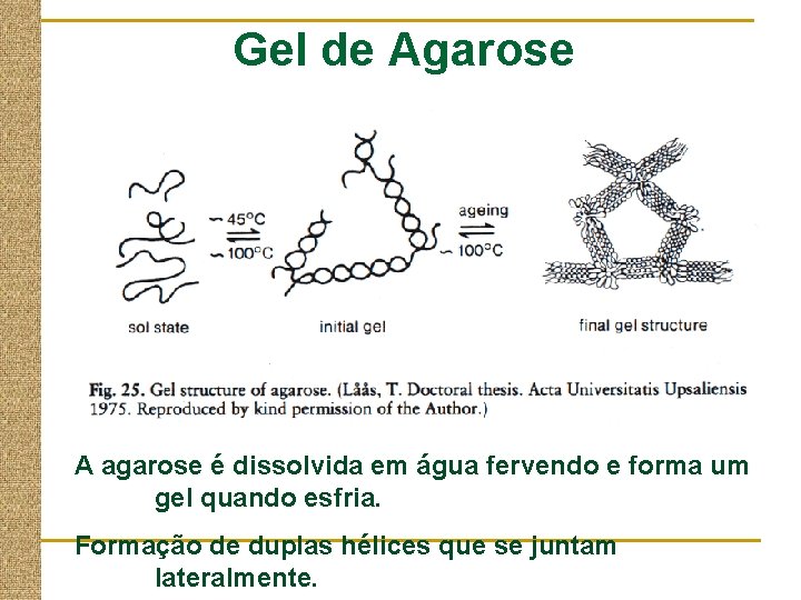 Gel de Agarose A agarose é dissolvida em água fervendo e forma um gel