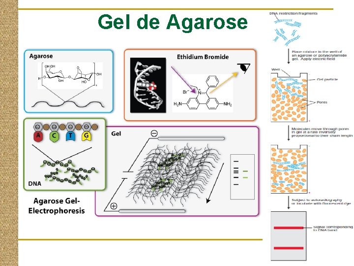 Gel de Agarose 