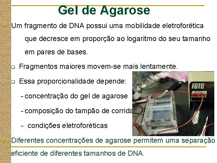 Gel de Agarose n Um fragmento de DNA possui uma mobilidade eletroforética que decresce