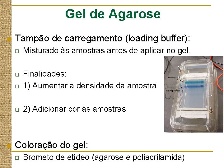 Gel de Agarose n Tampão de carregamento (loading buffer): q q q Misturado às