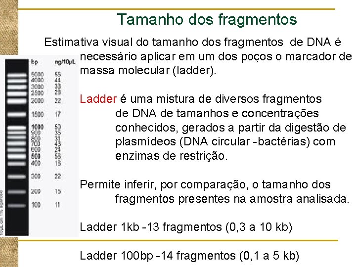 Tamanho dos fragmentos Estimativa visual do tamanho dos fragmentos de DNA é necessário aplicar