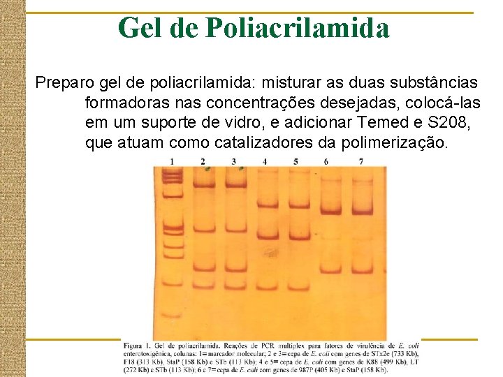 Gel de Poliacrilamida Preparo gel de poliacrilamida: misturar as duas substâncias formadoras nas concentrações