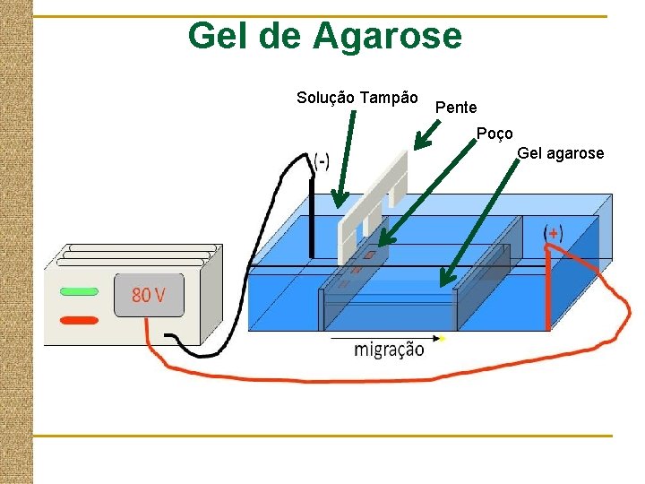 Gel de Agarose Solução Tampão Pente Poço Gel agarose 