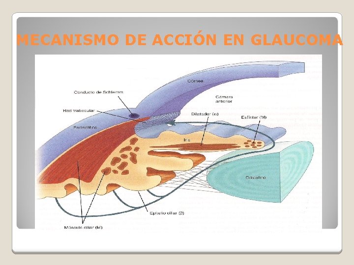 MECANISMO DE ACCIÓN EN GLAUCOMA 