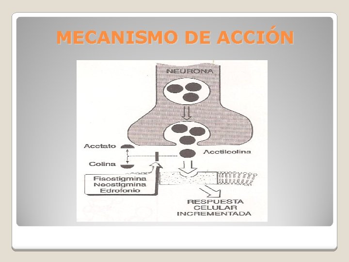 MECANISMO DE ACCIÓN 