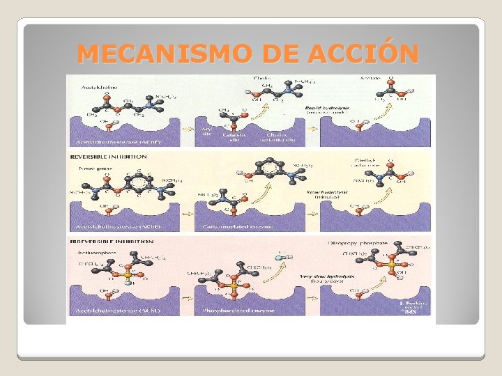 MECANISMO DE ACCIÓN 