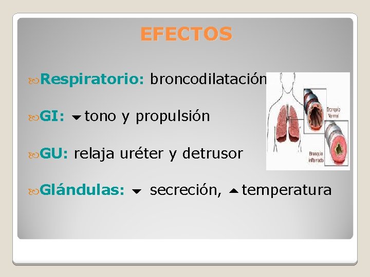 EFECTOS Respiratorio: GI: GU: broncodilatación tono y propulsión relaja uréter y detrusor Glándulas: secreción,