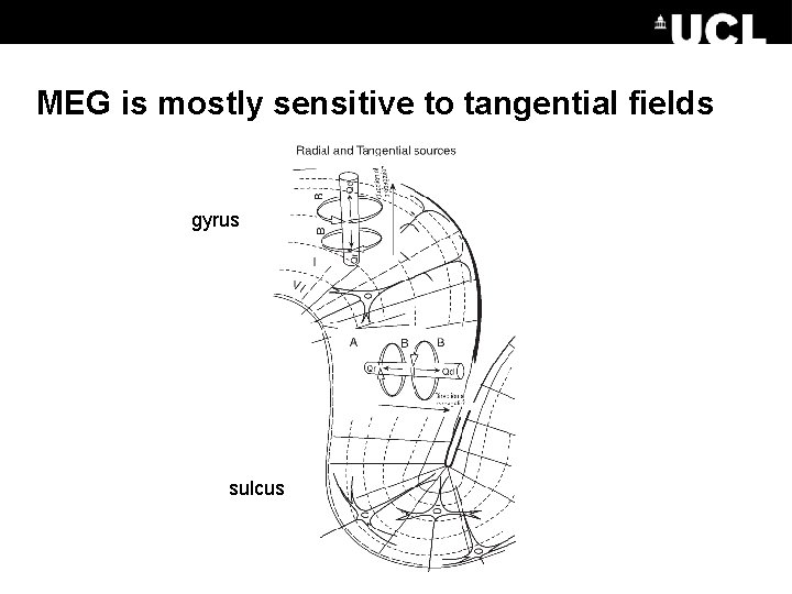 MEG is mostly sensitive to tangential fields gyrus sulcus 