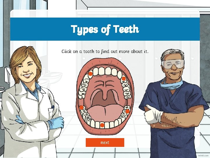 Types of Teeth Click on a tooth to find out more about it. next