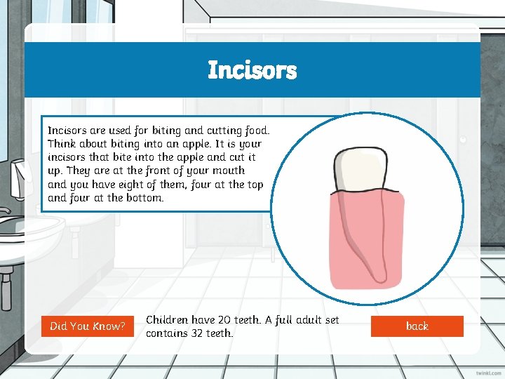 Incisors are used for biting and cutting food. Think about biting into an apple.